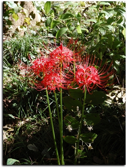 ≪魅せる花・・９月！？！≫期間...