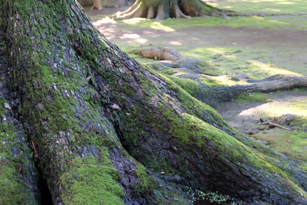 （湯元・早雲寺境内樹木肌・・苔...