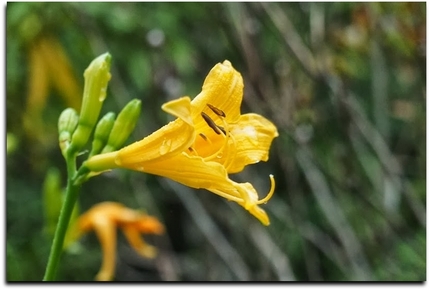 春から夏にみられる高原の花。 ...