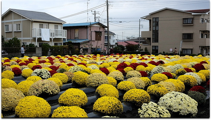 藤沢市善行団地の一角。ざる菊畑...