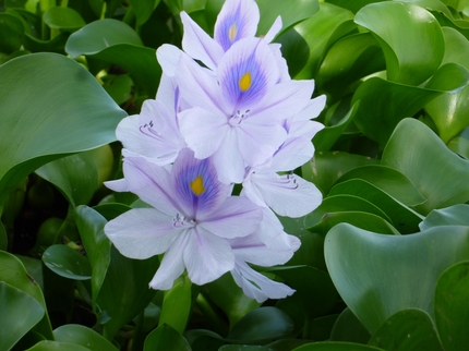 ホテイアオイの花