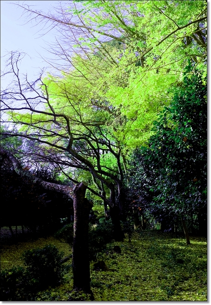 鎌倉源氏山の黄葉