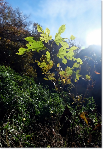 モミジウリノキ＜紅葉瓜の木＞　...