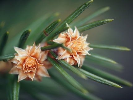 ドイツトウヒの花？？って思えま...