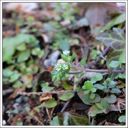 小さな草花「ハコベ」。そっくり...