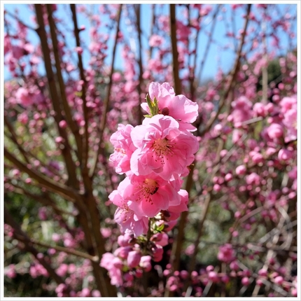 魅せる桃の花。