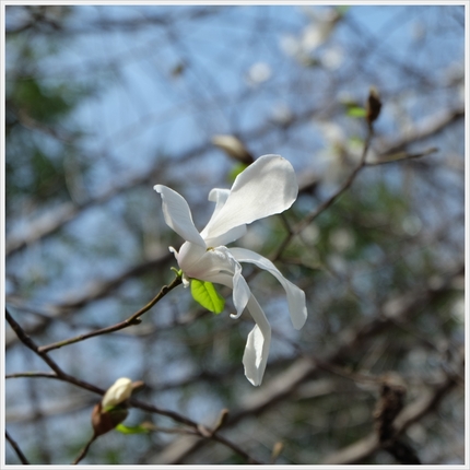 泉の森２０１４・３・３０