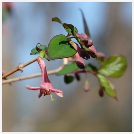 泉の森；２０１４・４・４