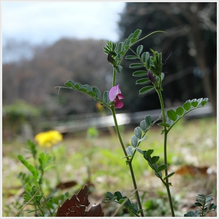 《襍草・/・古往今来１０》烏野...
