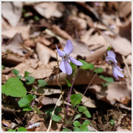 《襍草・/・古往今来22》菫Ⅱ