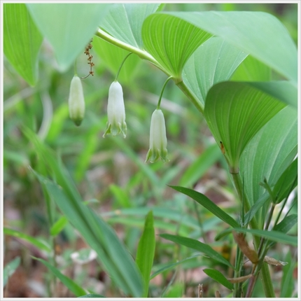 《襍草・/・古往今来30》甘野...