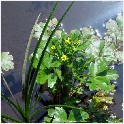 《襍草・/・古往今来34》遊水...