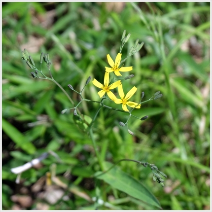 《襍草・/・古往今来47》苦菜