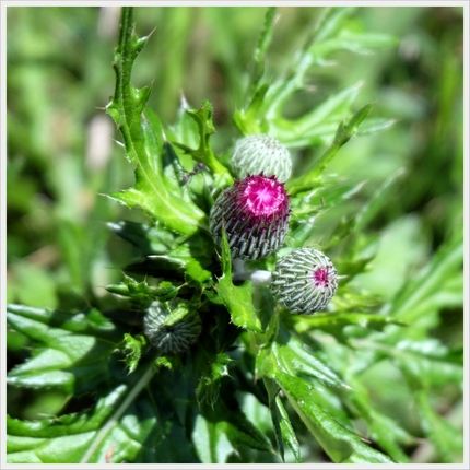 《襍草・/・古往今来48》野薊...