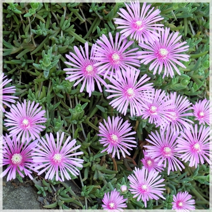 松葉菊・・・！