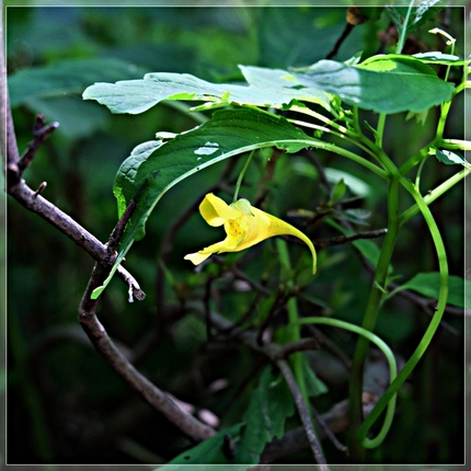 《襍草・/・古往今来57》黄釣...