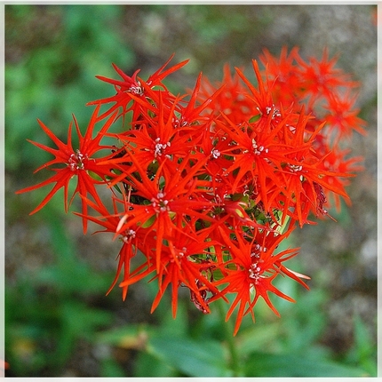《襍草・/・古往今来109》燕...