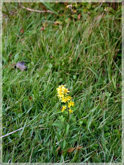 この花名は？？？