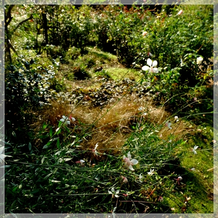 周りの薔薇に溶け込み瀟洒に魅せ...