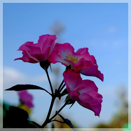 薔薇の花“さらさ”《襍木 ・/...