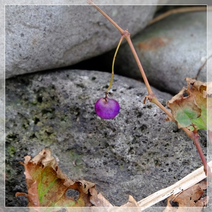 “野葡萄の実”？？《襍木 ・/...