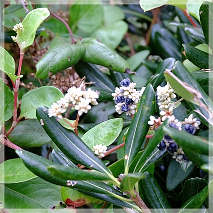“？？？な花・実”《襍？？ ・...