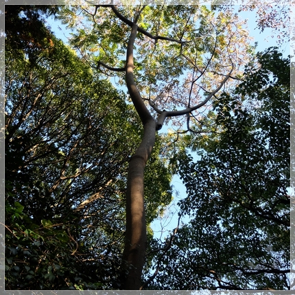 大きな烏山椒の樹。