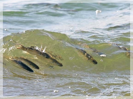 魚の種類はわからない。
