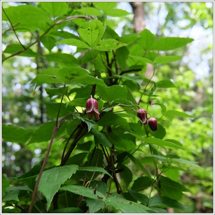 蔓性植物の片鱗が伺える。。。！