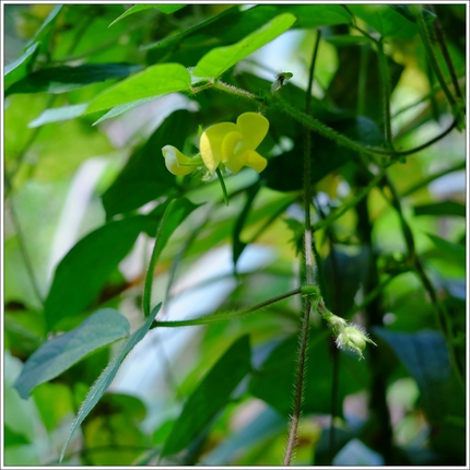 “初秋の植物其の一”《襍感 ・...