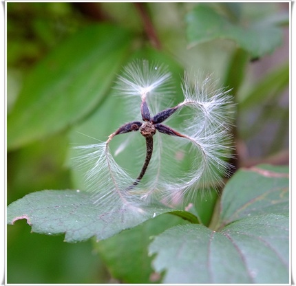 羽毛状の毛のある花柱をつけた果...