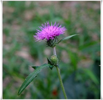 ノハラアザミ（野原薊） キク科...