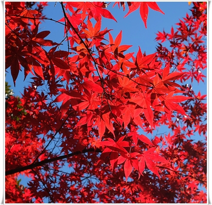 ノムラモミジ（野村紅葉）ムクロ...