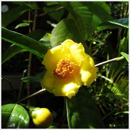キンカチャ（金花茶） ツバキ科...