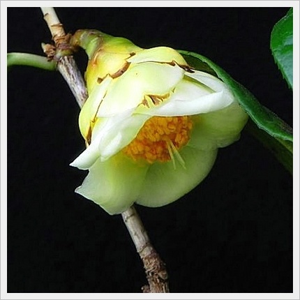 開花初めは白っぽく、開花すると...