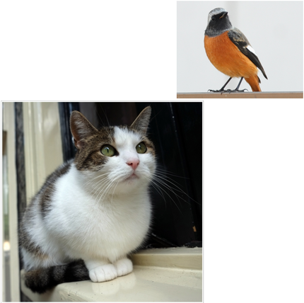 “猫・・視線！！”《襍観・/・...