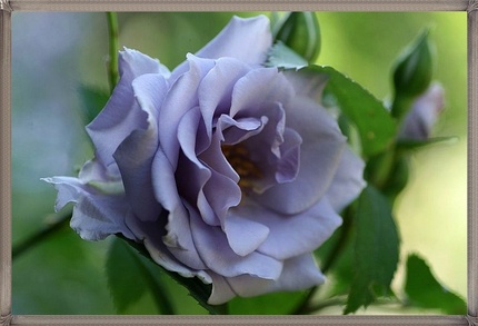 バラ「オンディーナ」（薔薇） ...