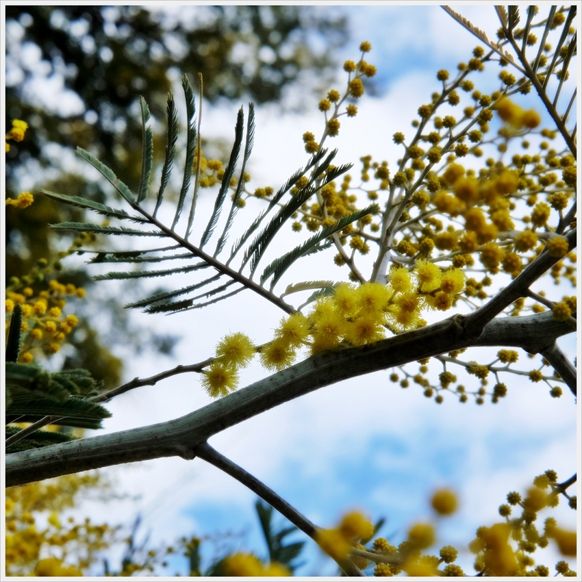 絵になる房花、そして針葉。