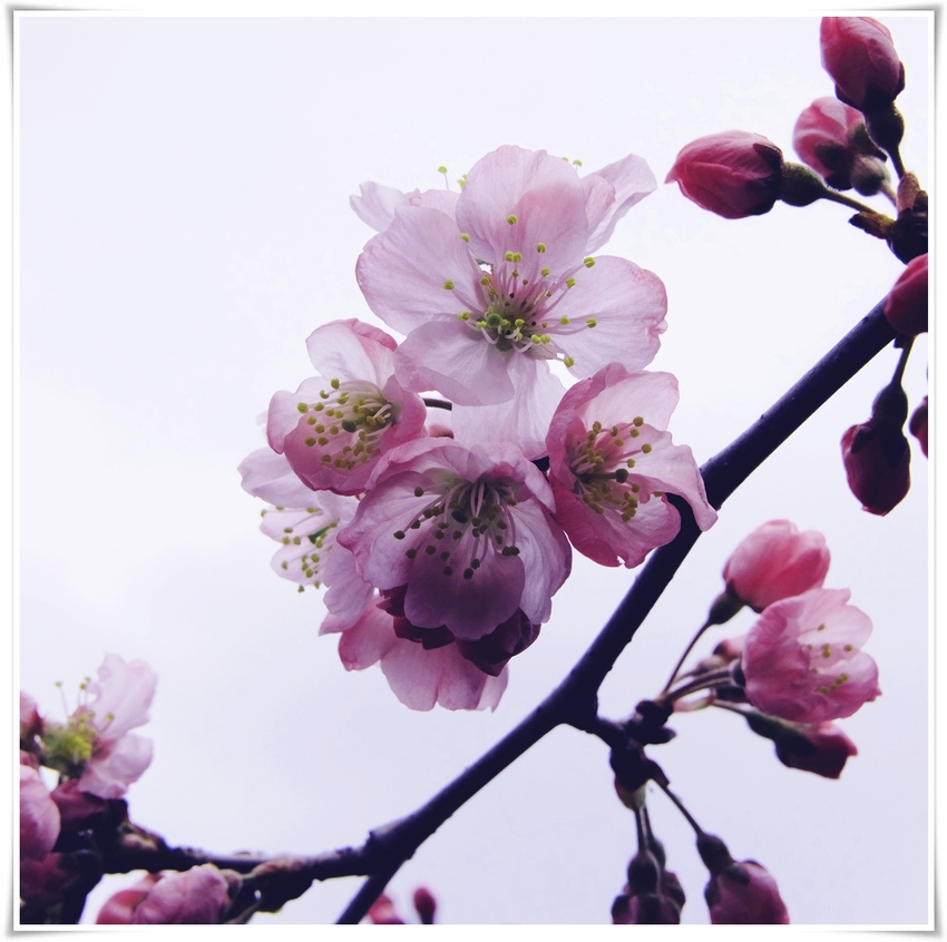 アシガラザクラ（足柄桜） バラ...