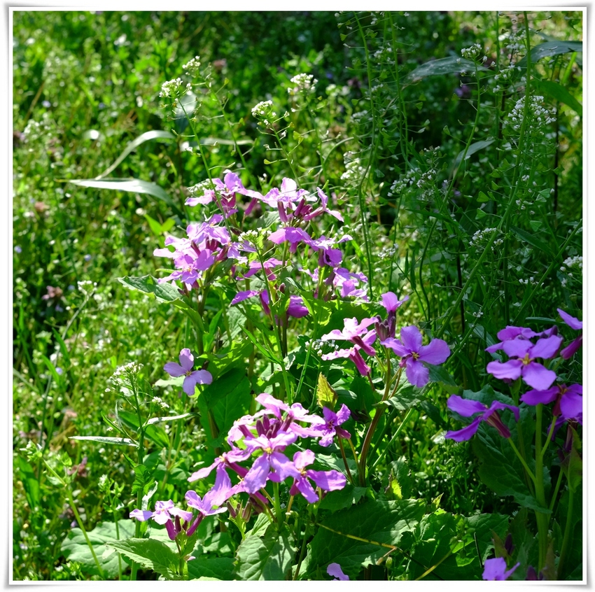ハナダイコン（花大根） アブラ...