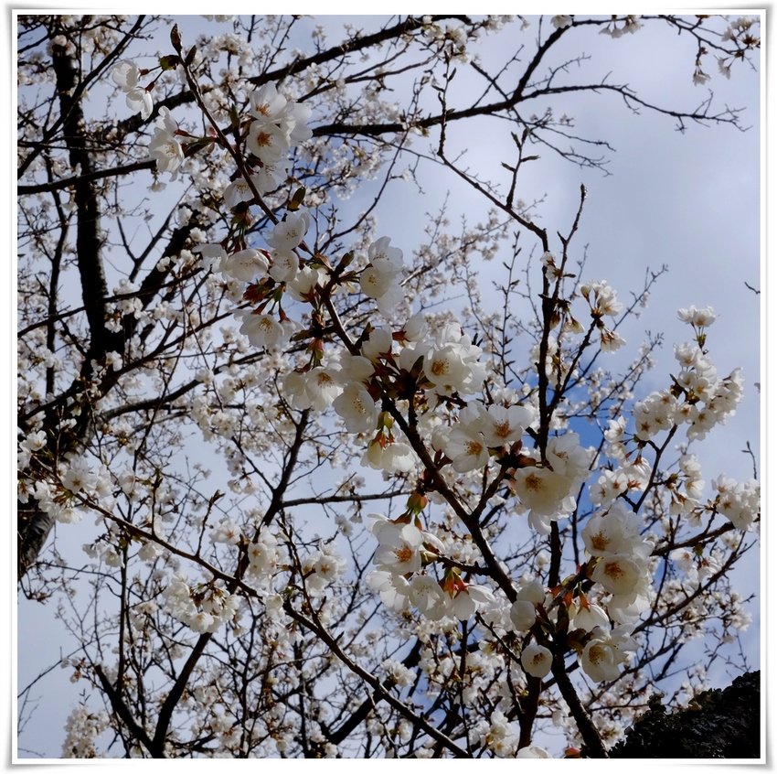 イトウザクラ（伊東桜） バラ科...