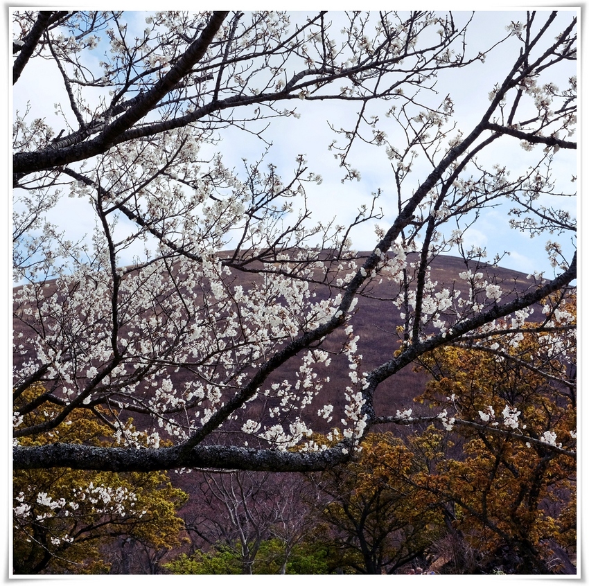 大室山を背景に・・・何処となく...