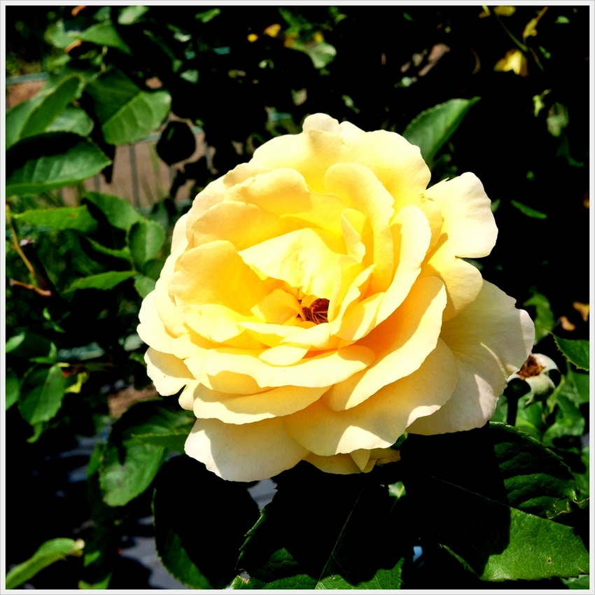 ハニーブーケ（Honey Bo...