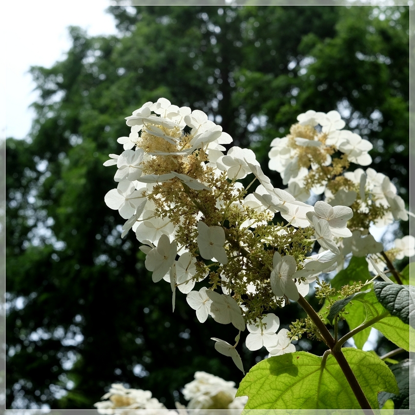 カシワバアジサイ（柏葉紫陽花）...