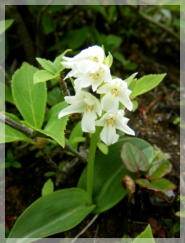 箱根山中にて見つけた茎・花。　...