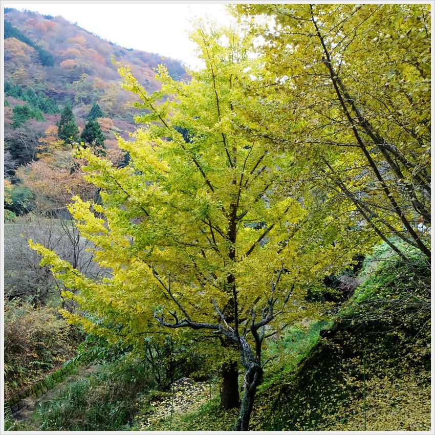 “WB-錦秋一”《襍観・/・点...