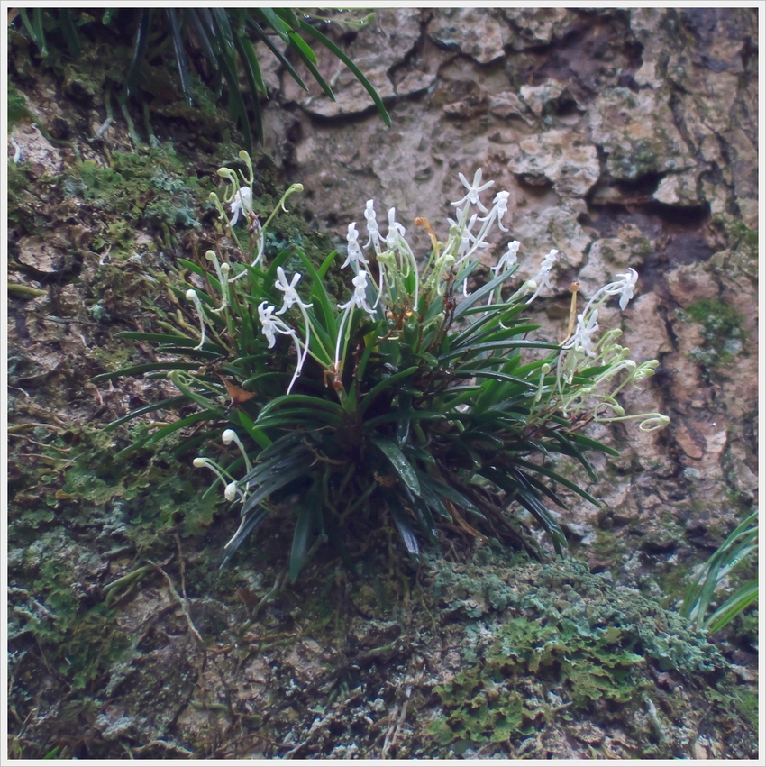 移植されたものと思えないほどの...