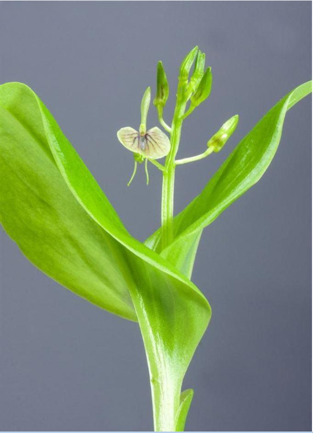 開花したラン科の「シマクモキリ...