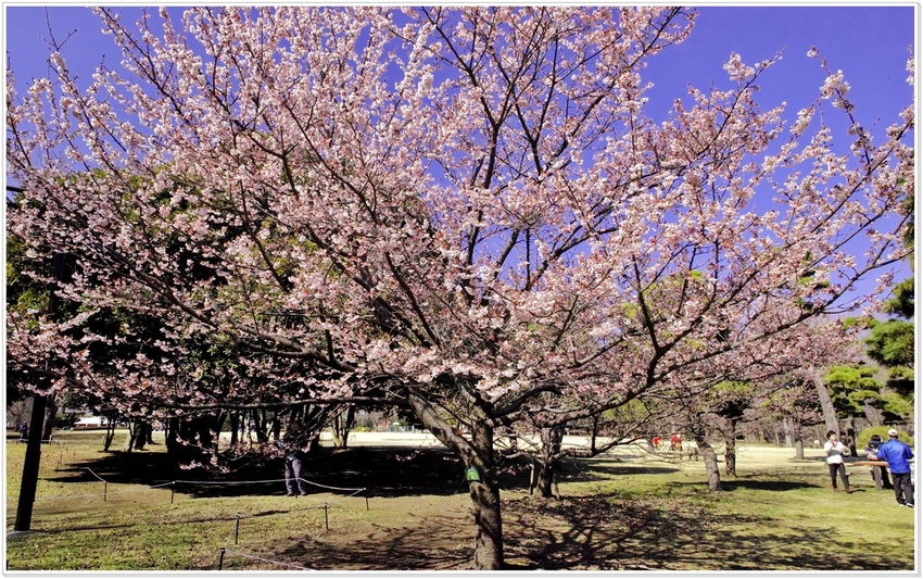 「寒桜」