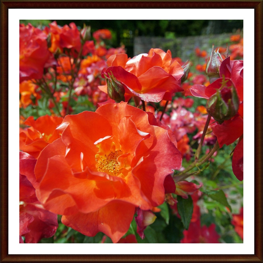 Rosa Princess 'Michiko'